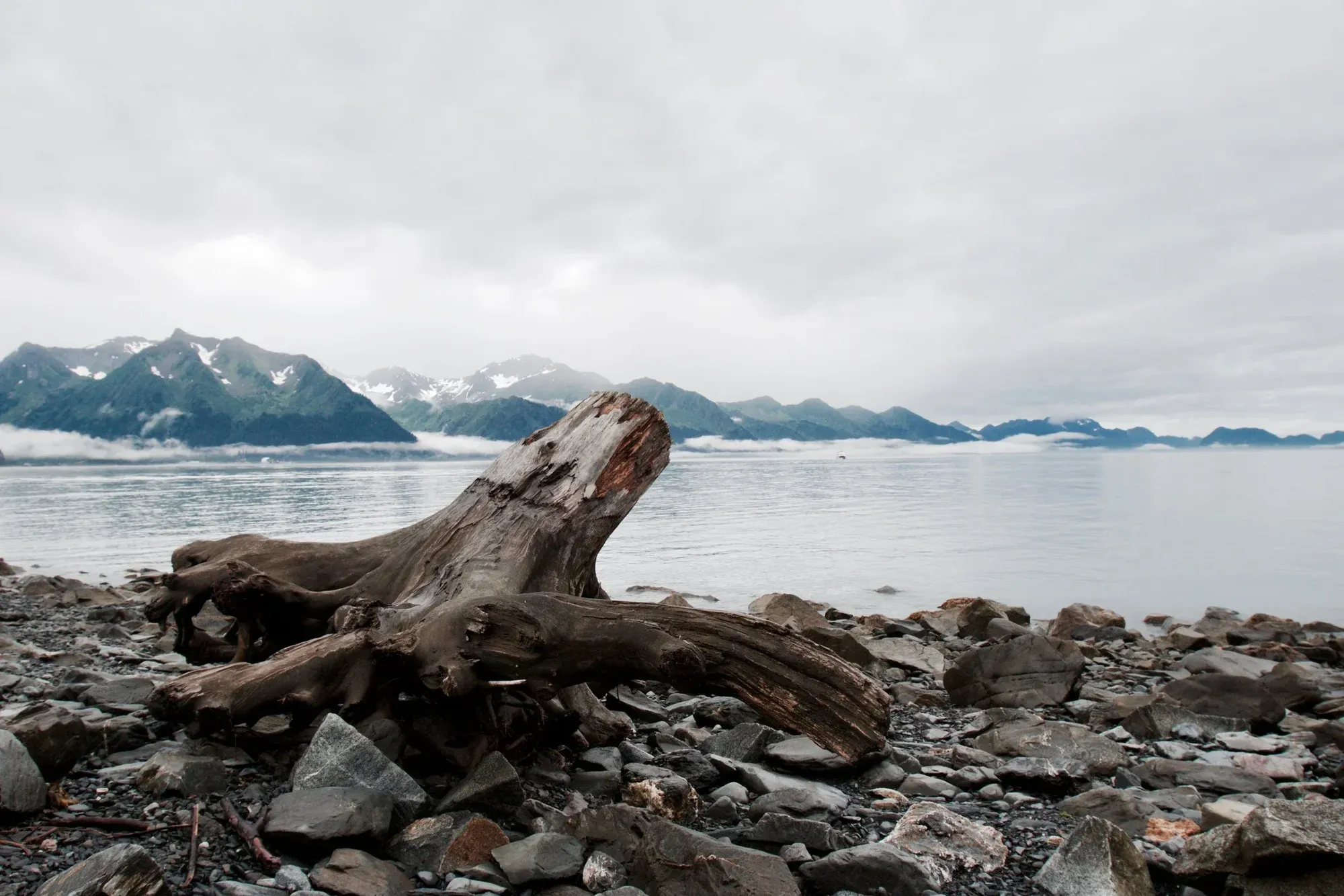 Driftwood on the Alaska coast.
