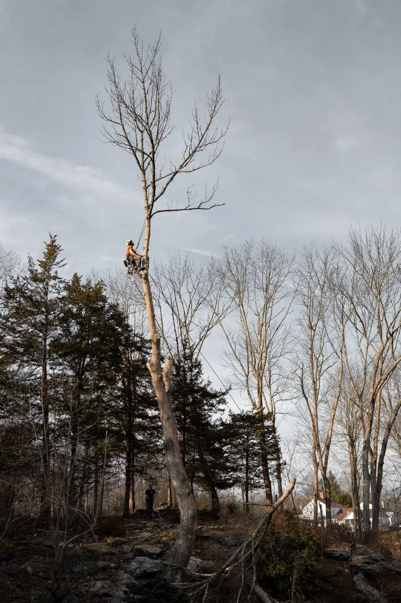 Emerald ash borer.