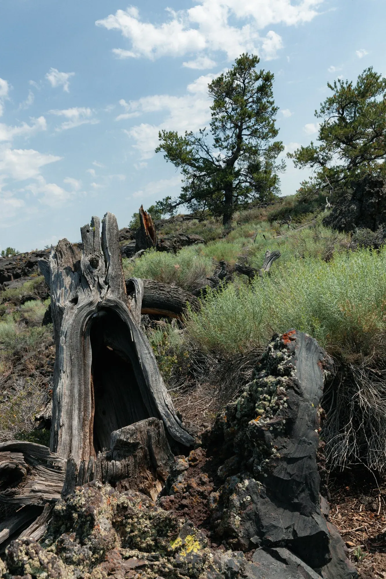 Screaming wood — found texture.